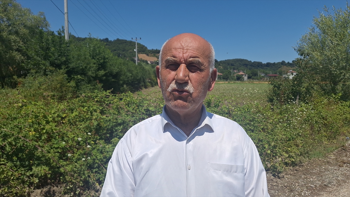 Samsun Bafra'da Su Taşkınları Tarım Arazilerini Vurdu