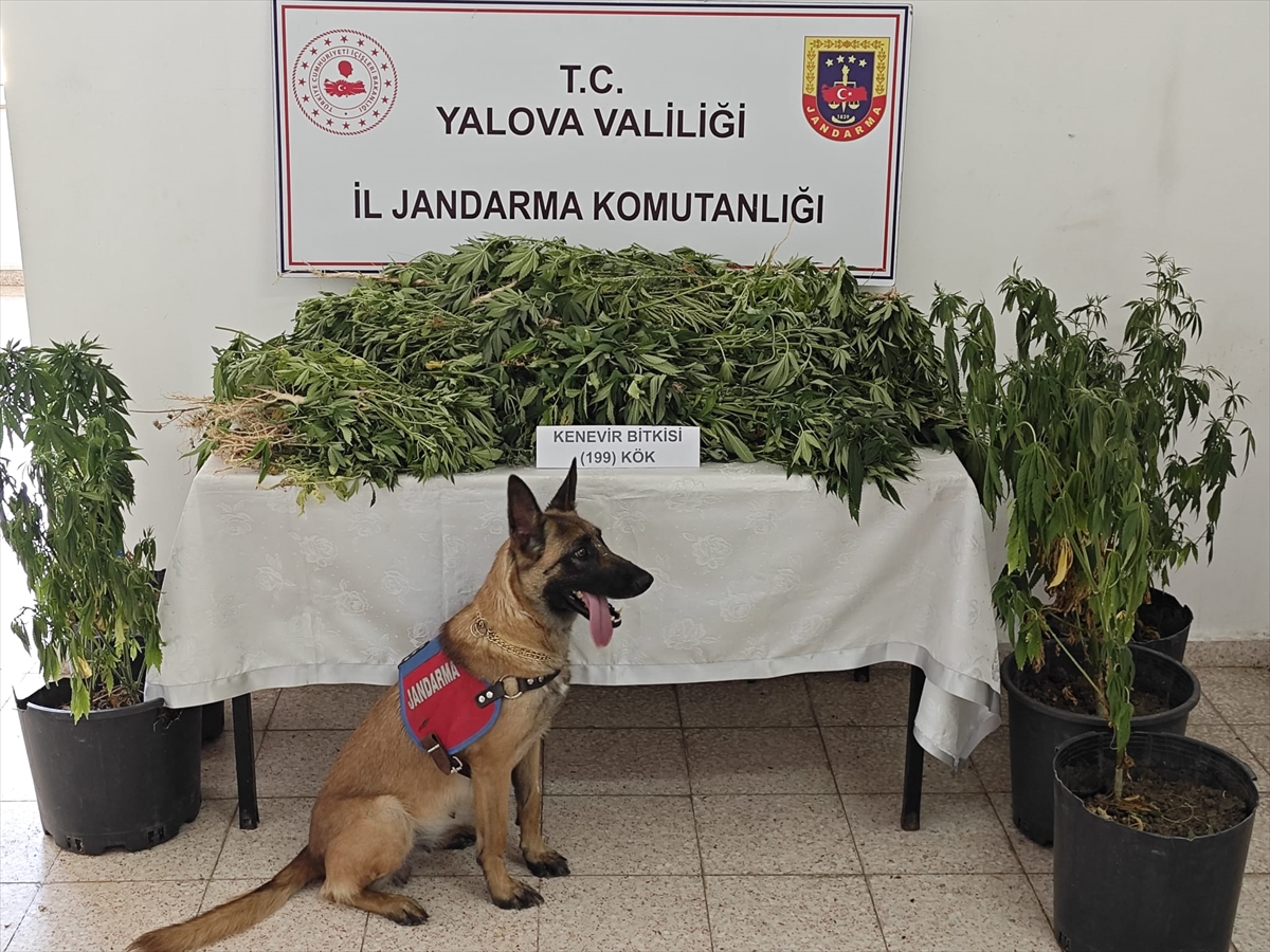 Yalova'da Ormanda Kenevir Yetiştiren Şahıs Yakalandı