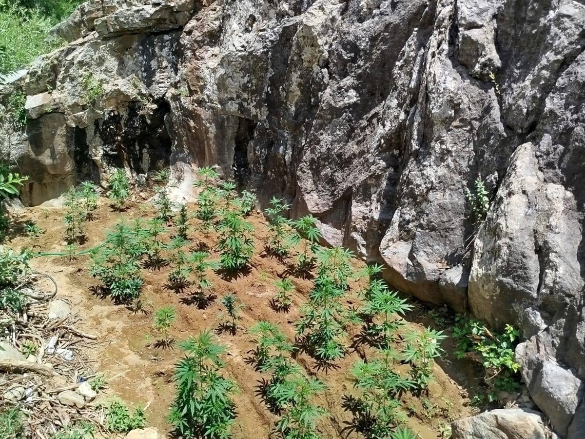 Bingöl'de Uyuşturucuya Farkındalık Artıyor: 843 Kök Hint Keneviri Yakalandı