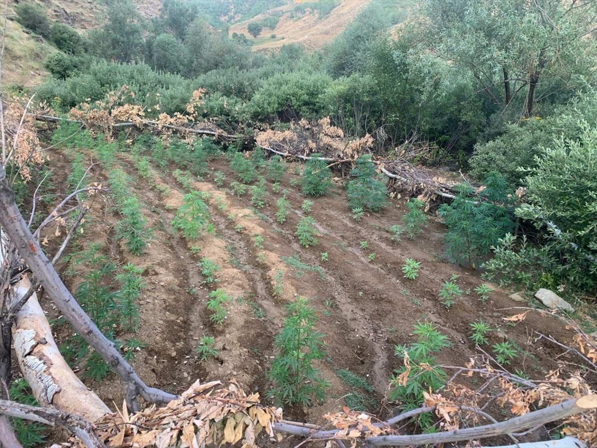 Bingöl’de Kapsamlı Uyuşturucu Operasyonu 5520 Kök Bitki Ele Geçirildi