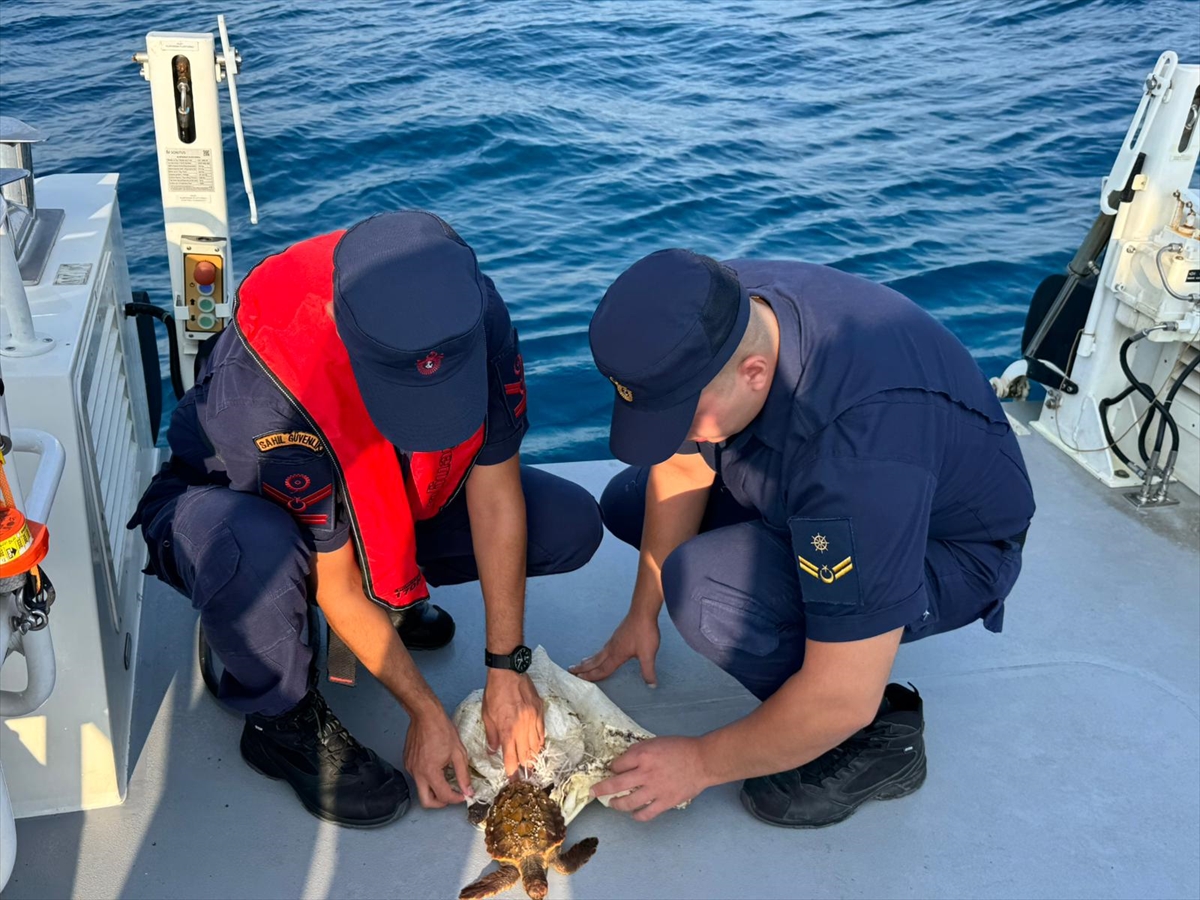 Antalya Kıyılarında Kurtarılan Deniz Kaplumbağası Doğaya Dönüyor