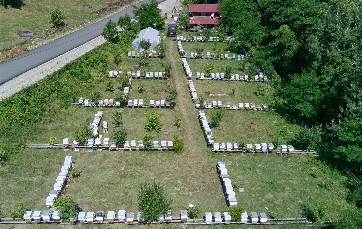 Sinop'un Eşsiz Kestane Balı Hasat Edildi ve Tüketiciyle Buluşmaya Hazırlanıyor