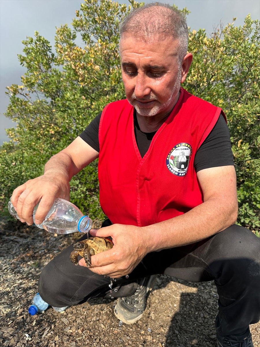 Bursa'da Orman Yangınlarıyla Mücadele Devam Ediyor