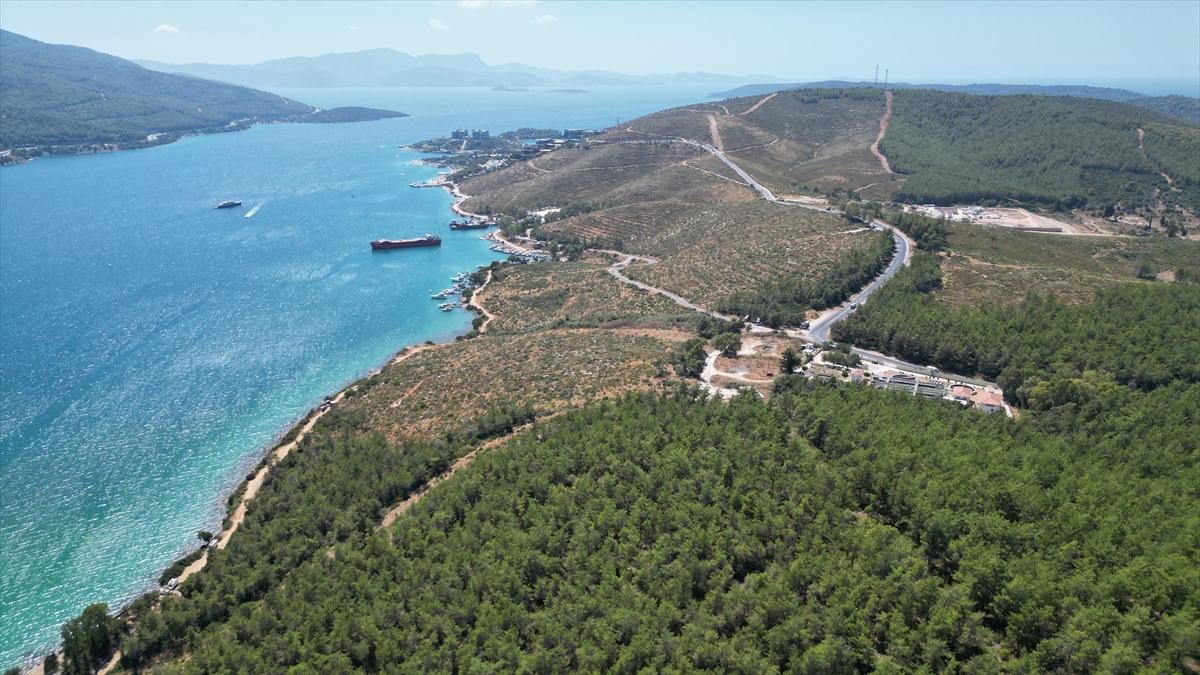 Bodrum Güvercinlik'te Yeşeren Umut: Yanan Alanlar Fidanlarla Canlanıyor
