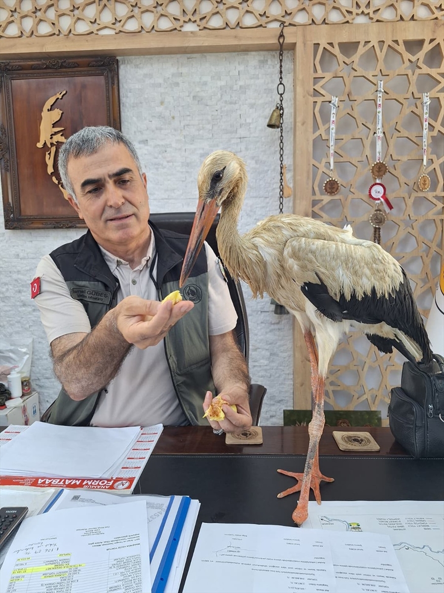 Mersin'de Orman Yangınlarından Kaçan Yaralı Leylek Koruma Altına Alındı