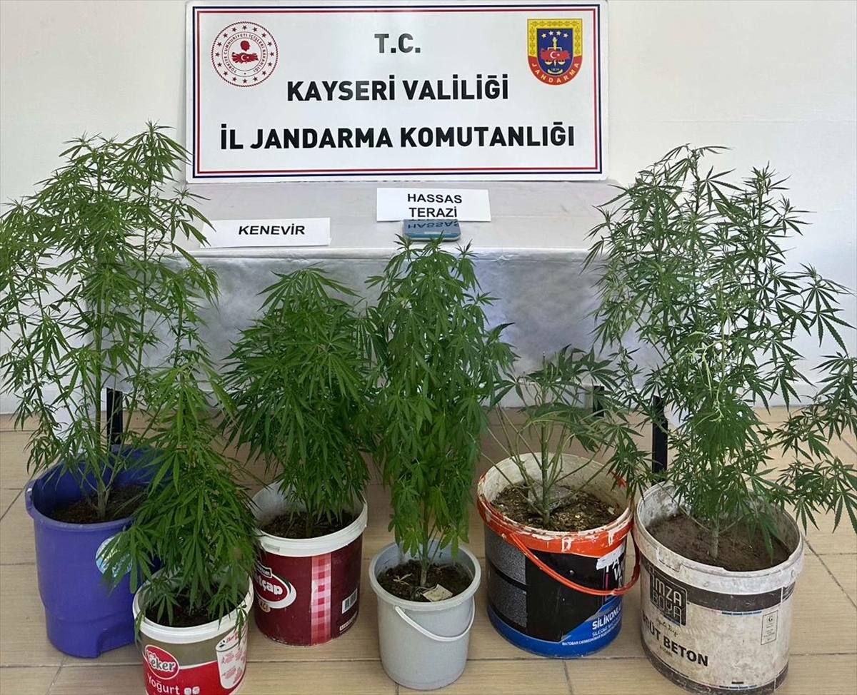 Kayseri'de Evinde Kenevir Yetiştiren Kişiye Suçüstü