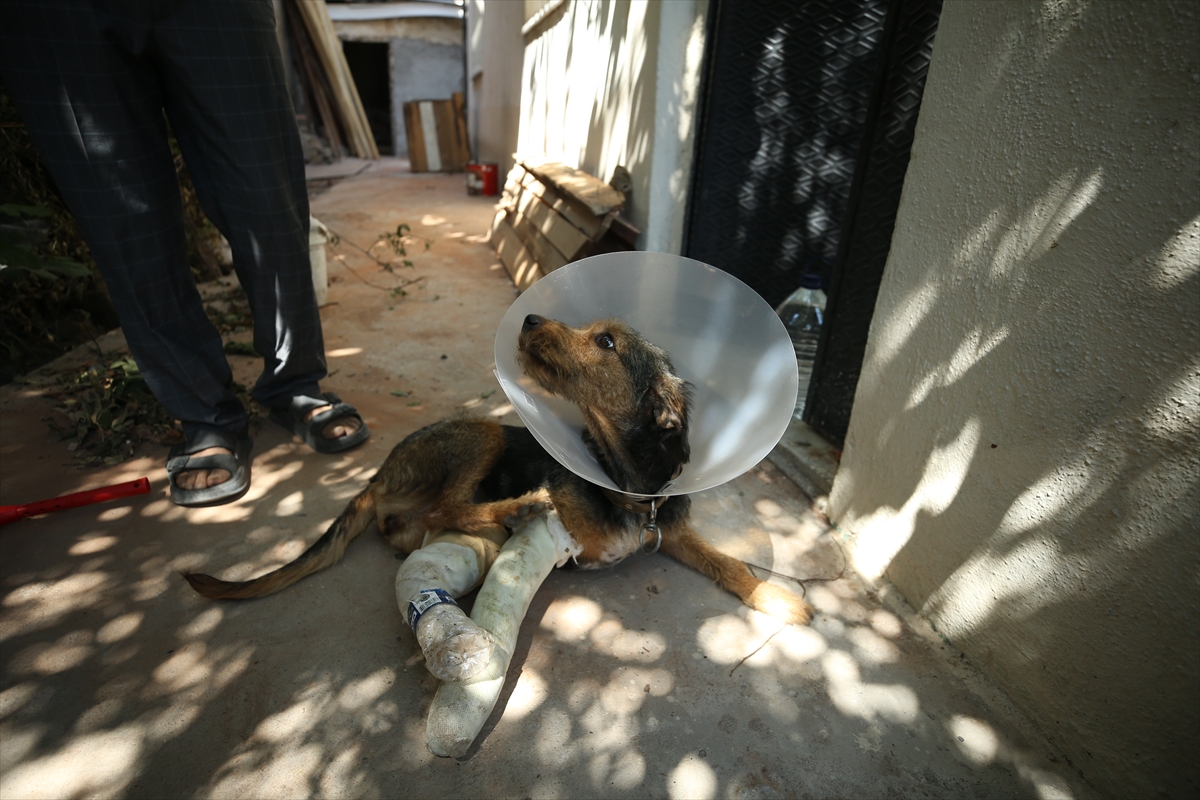 Balıkesir Sındırgı'daki Depremde Yaralanan Köpek Ateş İçin Hayat Kurtarma Operasyonu