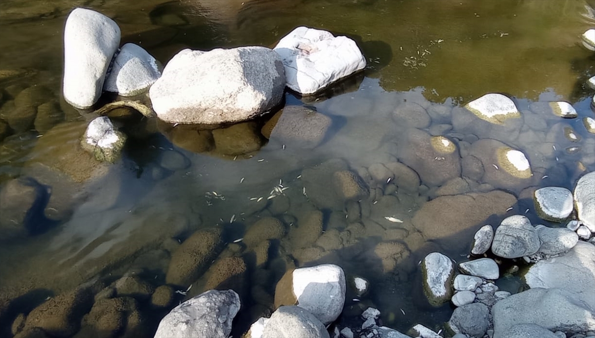 Samsun'da Yeşil Dere'deki Balık Ölümleri Şok Yarattı