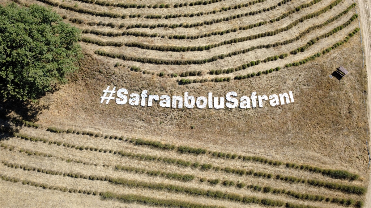 Karabük'te Safran Hasadının Başladığı Anlar