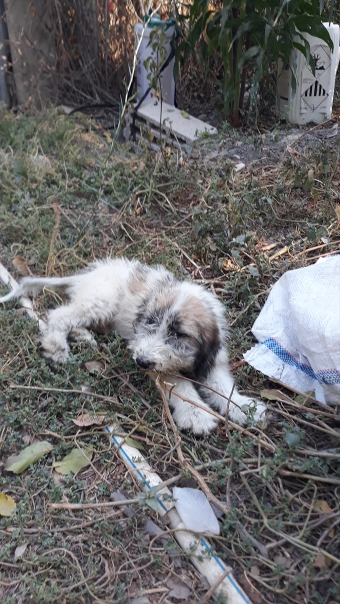 Mersin'de Minik Kahraman Çorap Kurtarıldı: İtfaiye Can Dost İçin Seferber Oldu