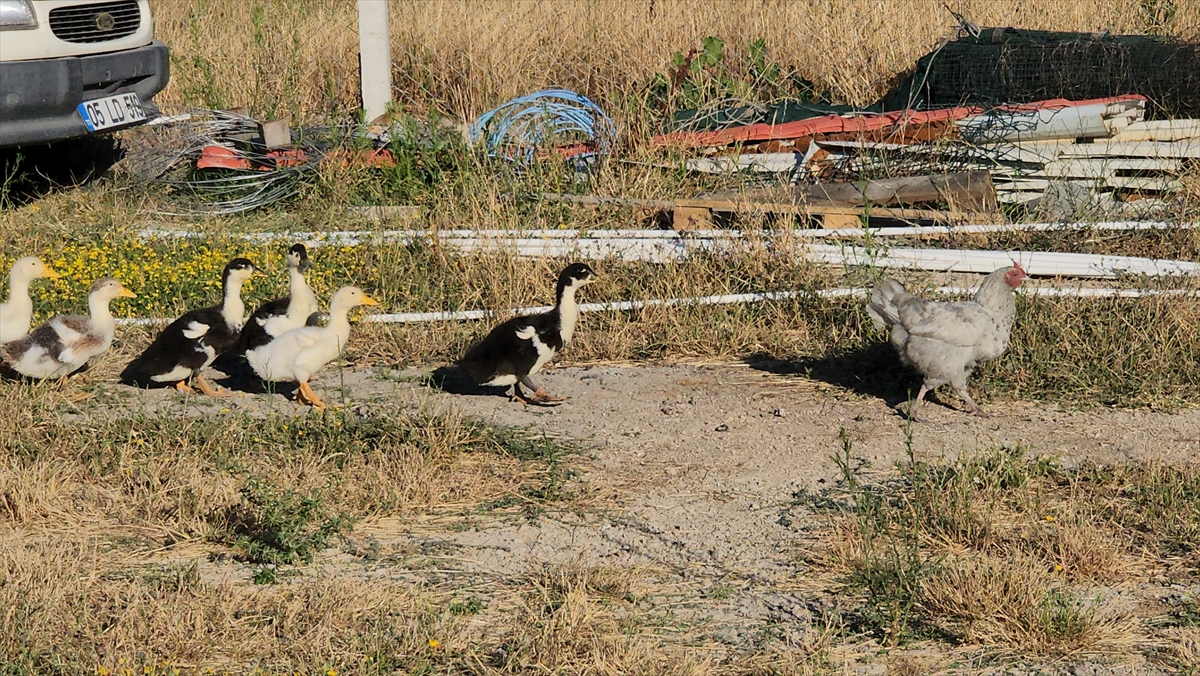 Amasya'da Tavuk ve Ördek Yavrularının Şaşırtan Hikayesi
