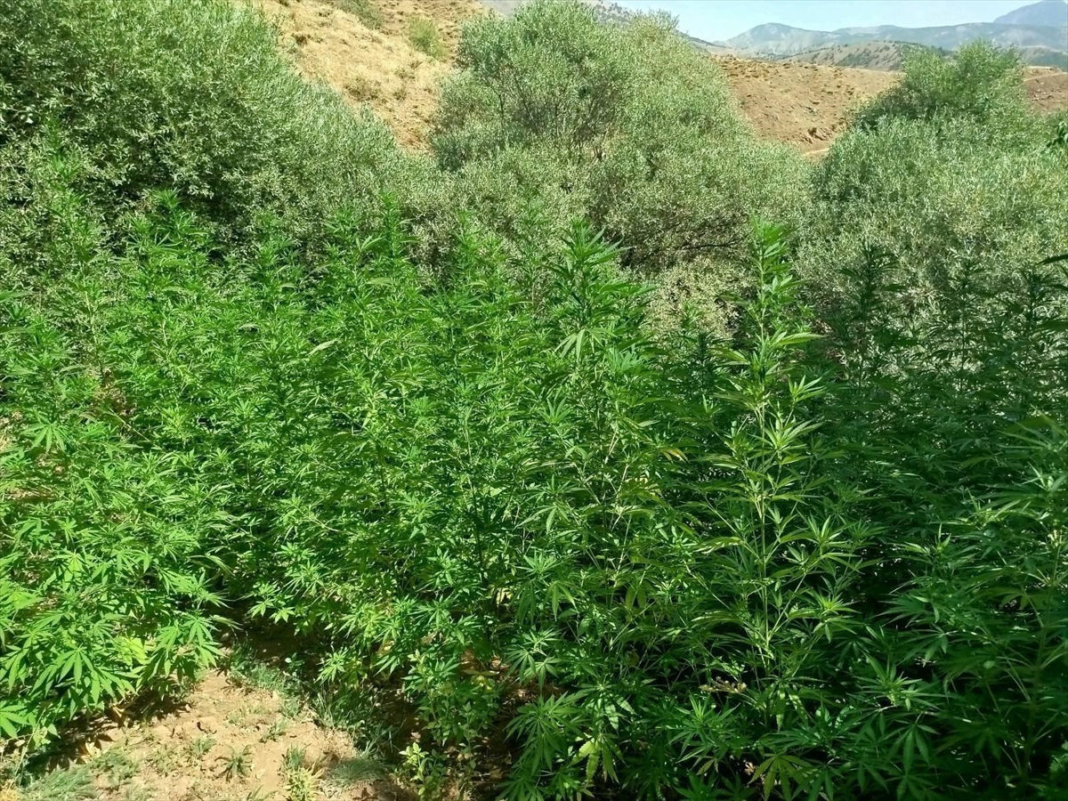 Bingöl'de Üç Ayrı Noktada Kenevir Operasyonu Gerçekleşti