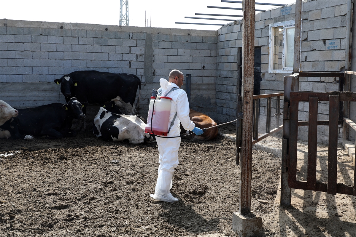 Iğdır'da Üreticilerin Yüzünü Güldüren Şap Mücadelesi