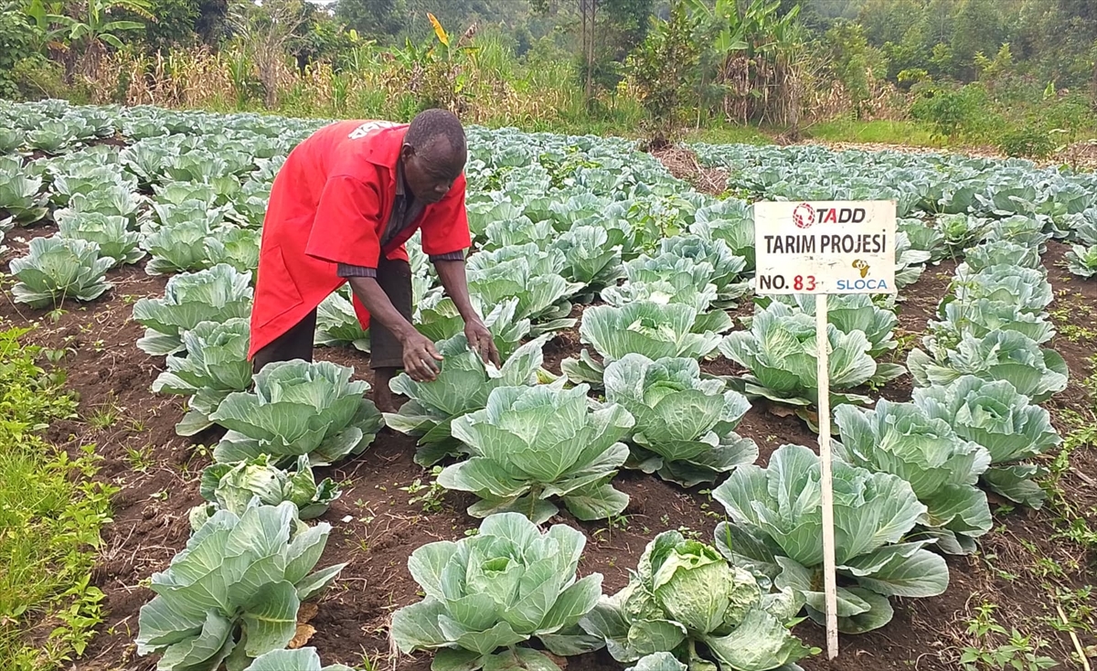 Afrika'da Tarımsal Dönüşüm Adımı: Mali ve Uganda'da Çiftçilere Eğitim
