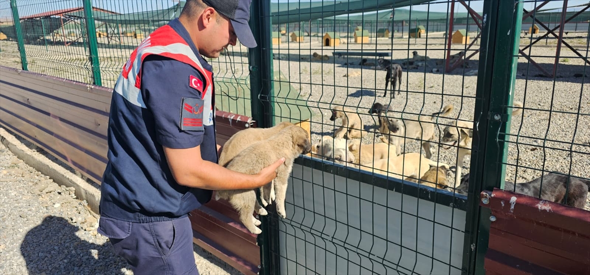 Muş'ta Yol Kenarında Terk Edilen Yavru Köpekler İçin Duygulandıran Kurtarma