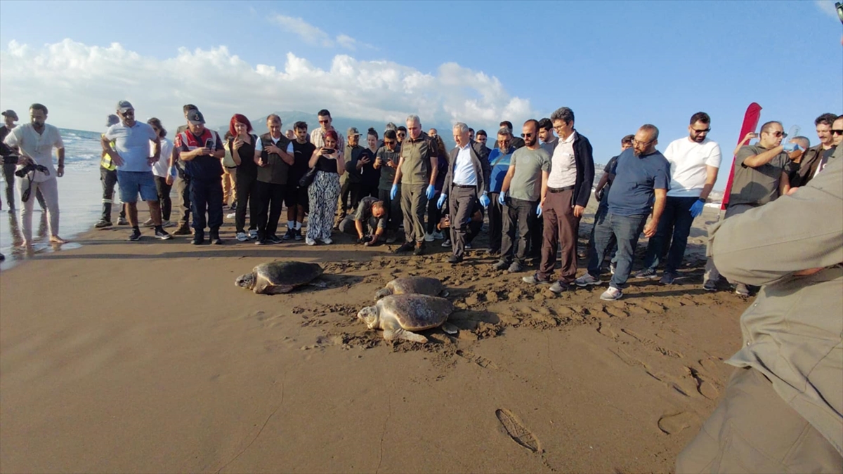 Hatay'ın Caretta Carettaları Yeniden Denizin Kollarında