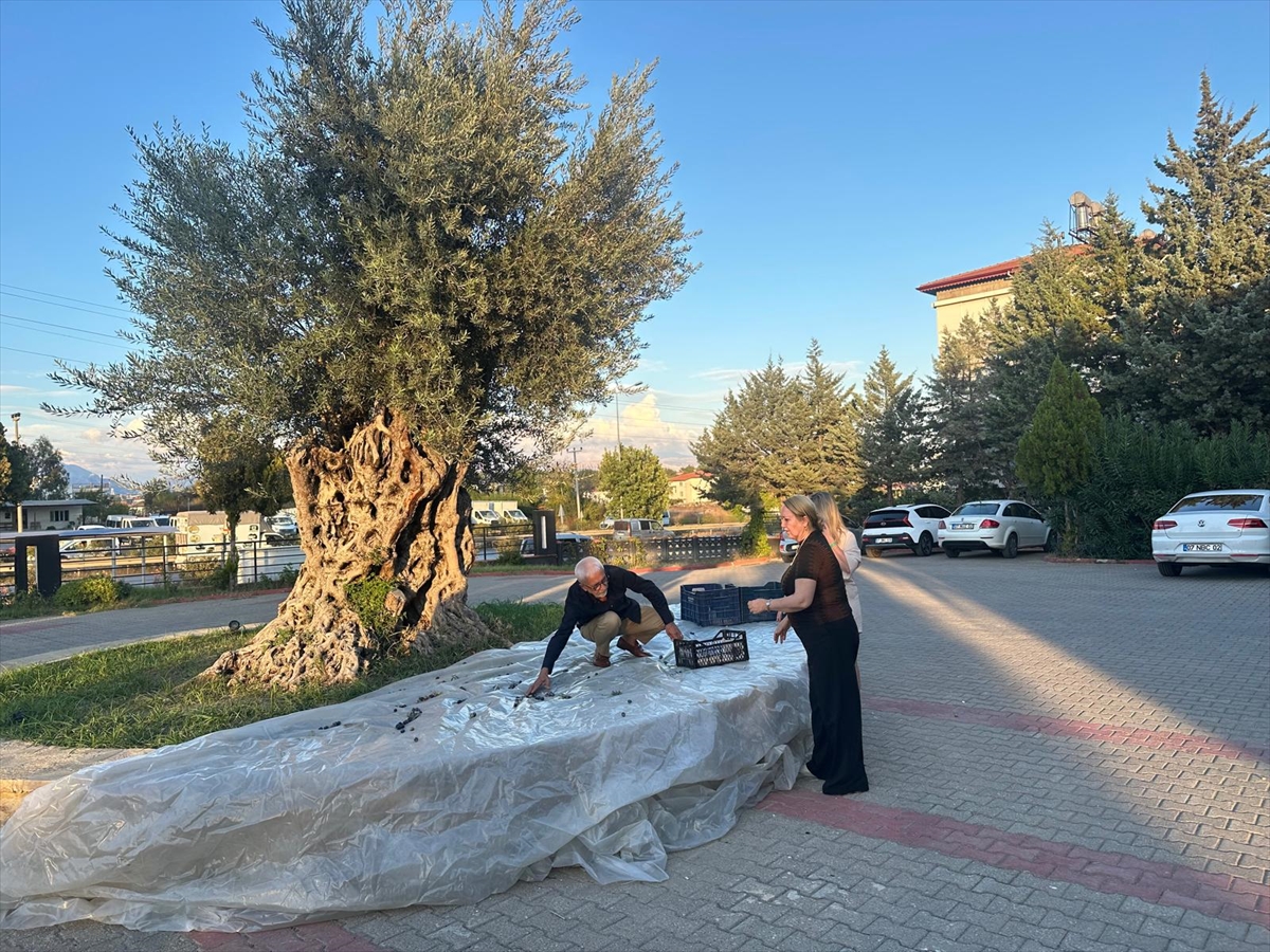 Manavgat'ta 2200 Yıllık Zeytin Ağacı Hayran Bıraktı