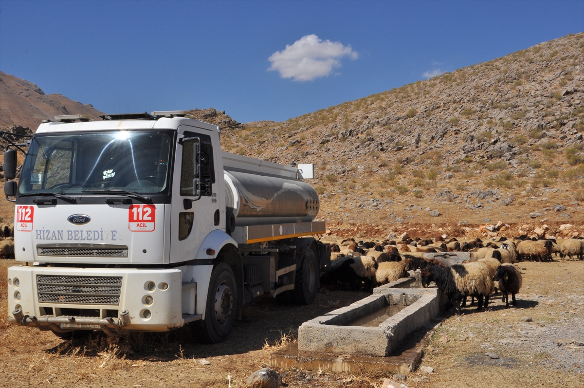 Kuraklığın Acısı: Bitlis'te Koyun Sürülerine Tankerle Su Yardımı