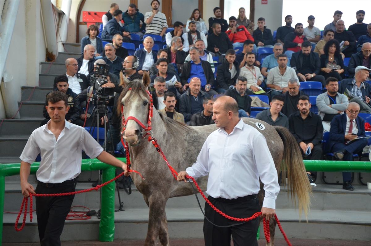 Veliefendi'de Arap Tayı Rekoru Herkesi Şaşırttı