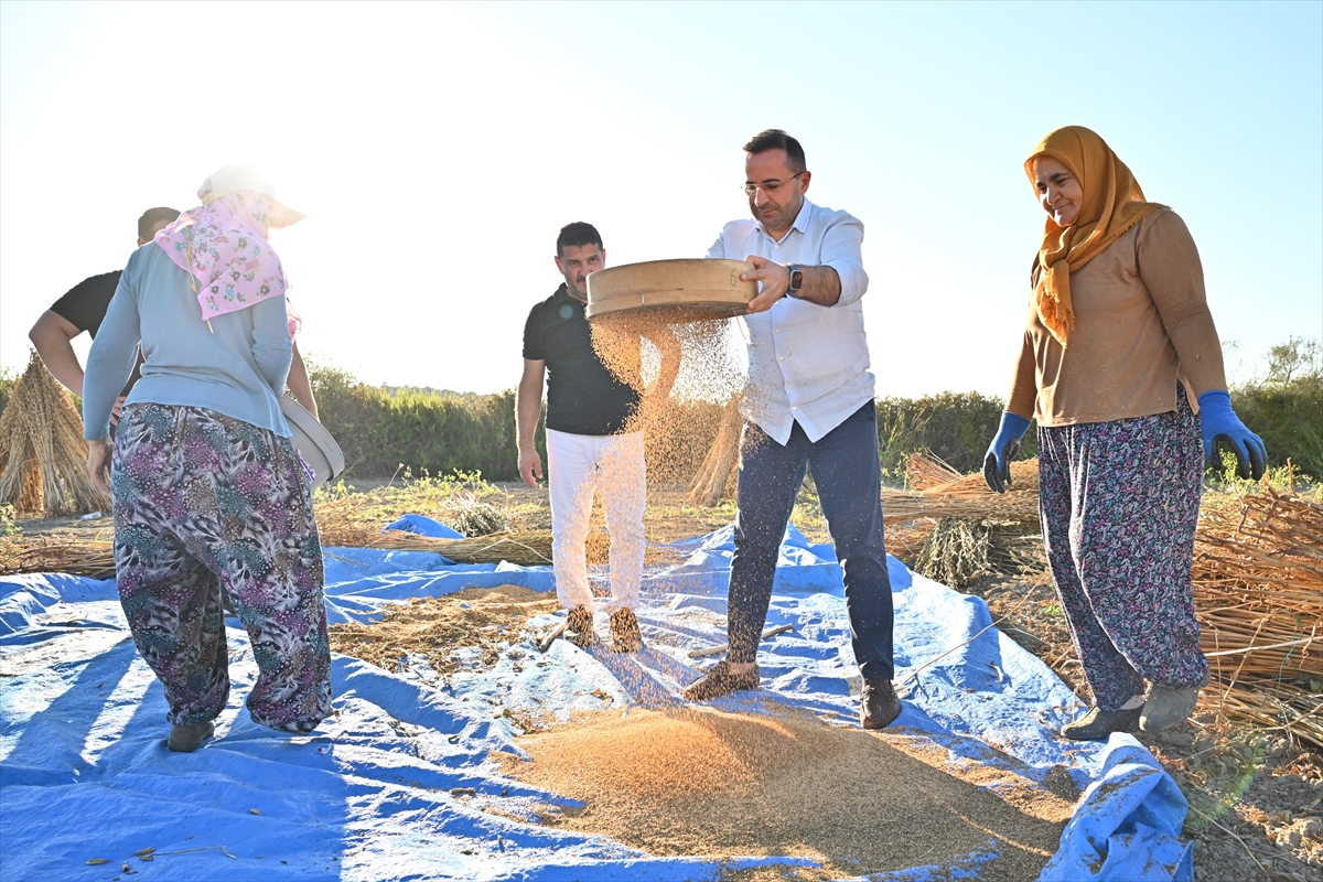 Manavgat susamında hasat dönemi başladı: Geleneğin ve doğallığın buluşması