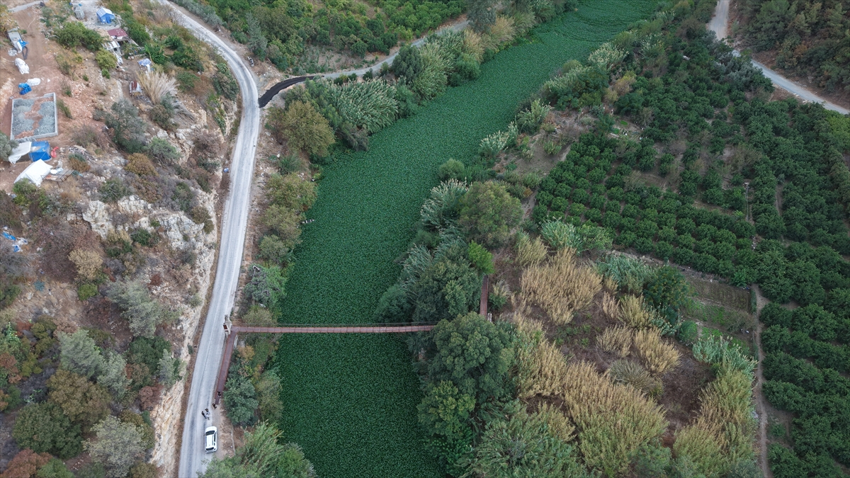 Asi Nehri'ni Tehdit Eden Su Sümbülleri Yeniden Hortladı