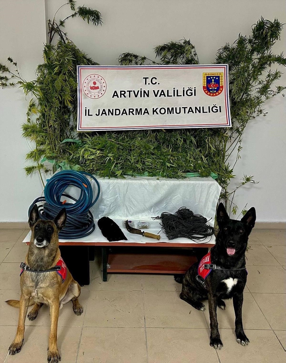 Artvin'de Büyük Uyuşturucu Operasyonu Zanlıyı Ele Geçirdi
