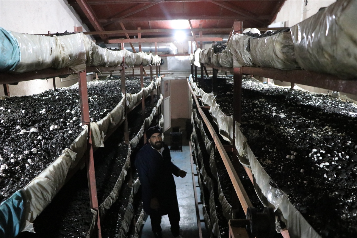 Girişimci Kadın Erzurum'da Mantar Üretiminde Çığır Açıyor
