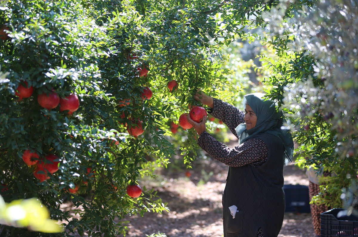 Antalya Nar Üretiminde Dünyaya Meydan Okuyor