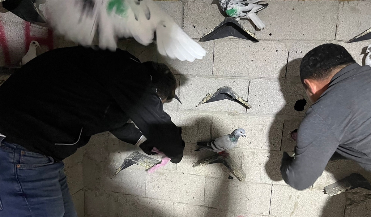 Hatay'da Güvercin Kümesine Gizlenen Uyuşturucu Şok Etkisi Yarattı