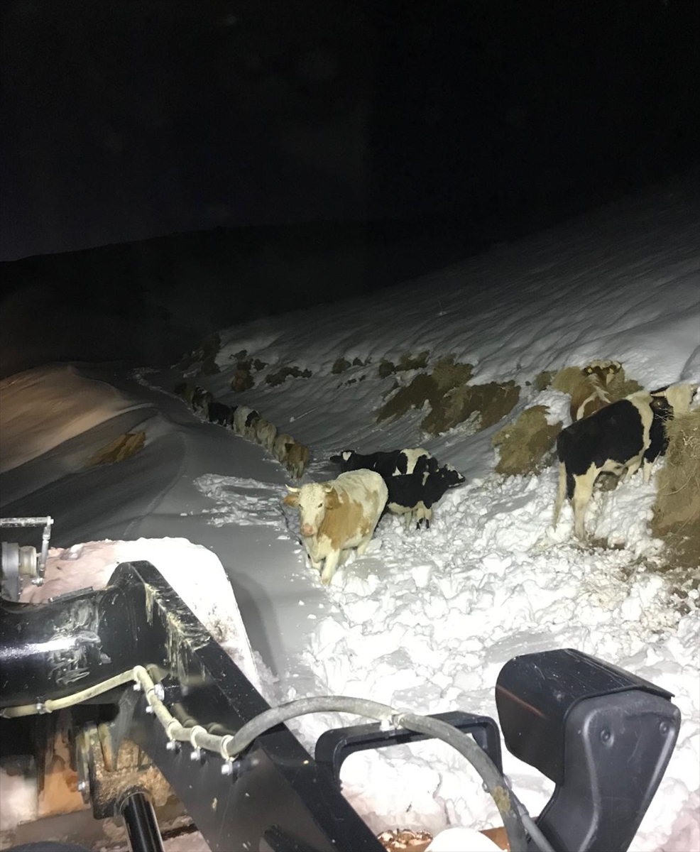 Hakkari'nin Zorlu Dağlarında Kaybolan Hayvanlar ve Mahsur Kalan Kişilerin Kurtarılışı