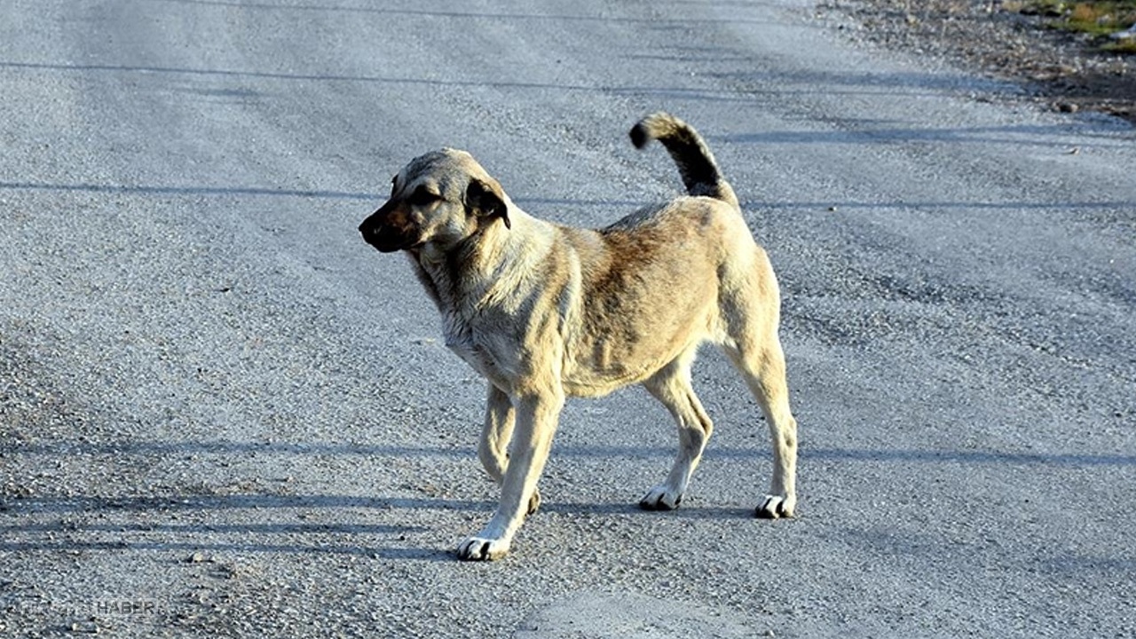 Ankara'da korkunç olay! Göz göre yolda yatan köpeği ezdi geçt