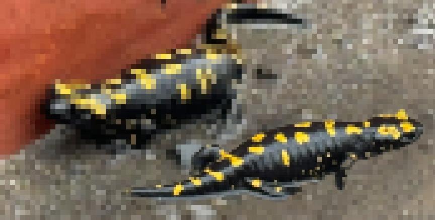 Hatay'da minik misafir: Görenler gözlerine inanamadı