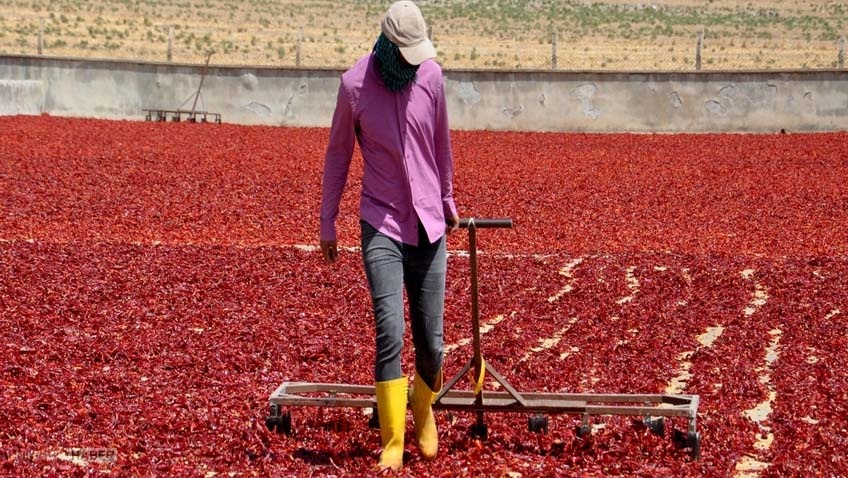 Aroması ayrı lezzeti ayrı: 'Kırmızı altın' dünyaya açıldı