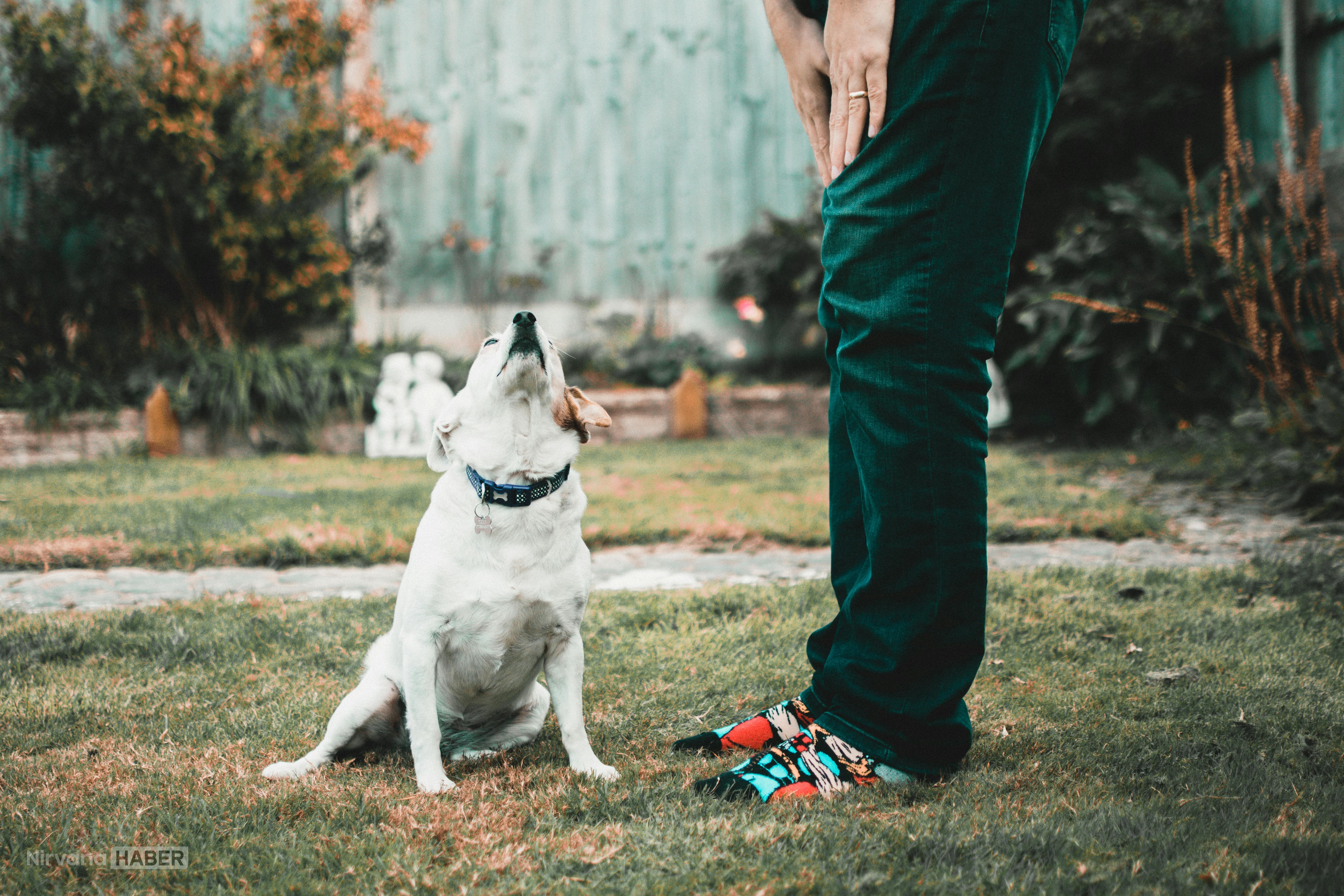 Köpekler davranışlarıyla ne anlatıyor? Vücut dilinin gizli anlamları