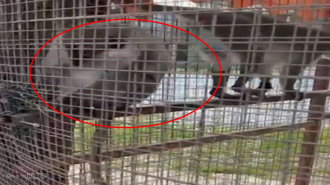 Nesli tükenme tehlikesindeki bu tür, havuzda bulundu!