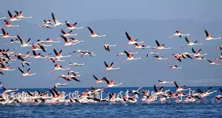 Van Gölü’nde sular çekildi, flamingoların konakladığı yeni adacıklar ortaya çıktı