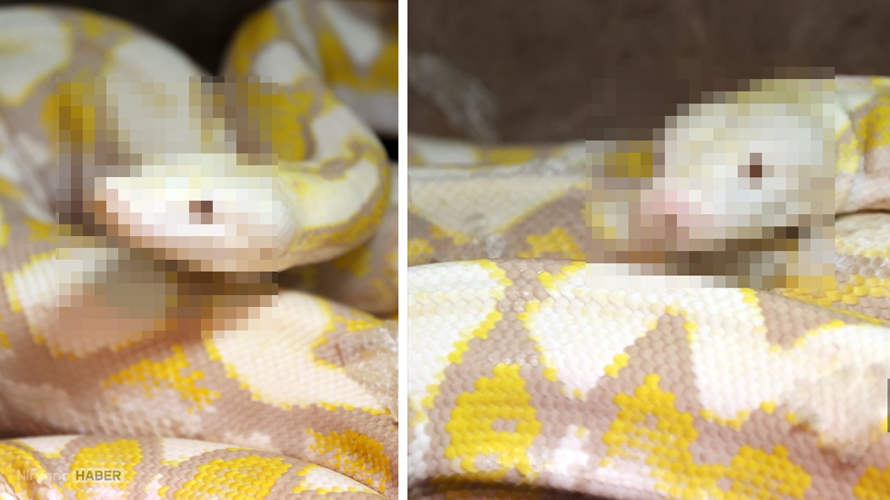 Albino pitonlar ilgi odağı oldu! Merak edenler sıraya dizildi