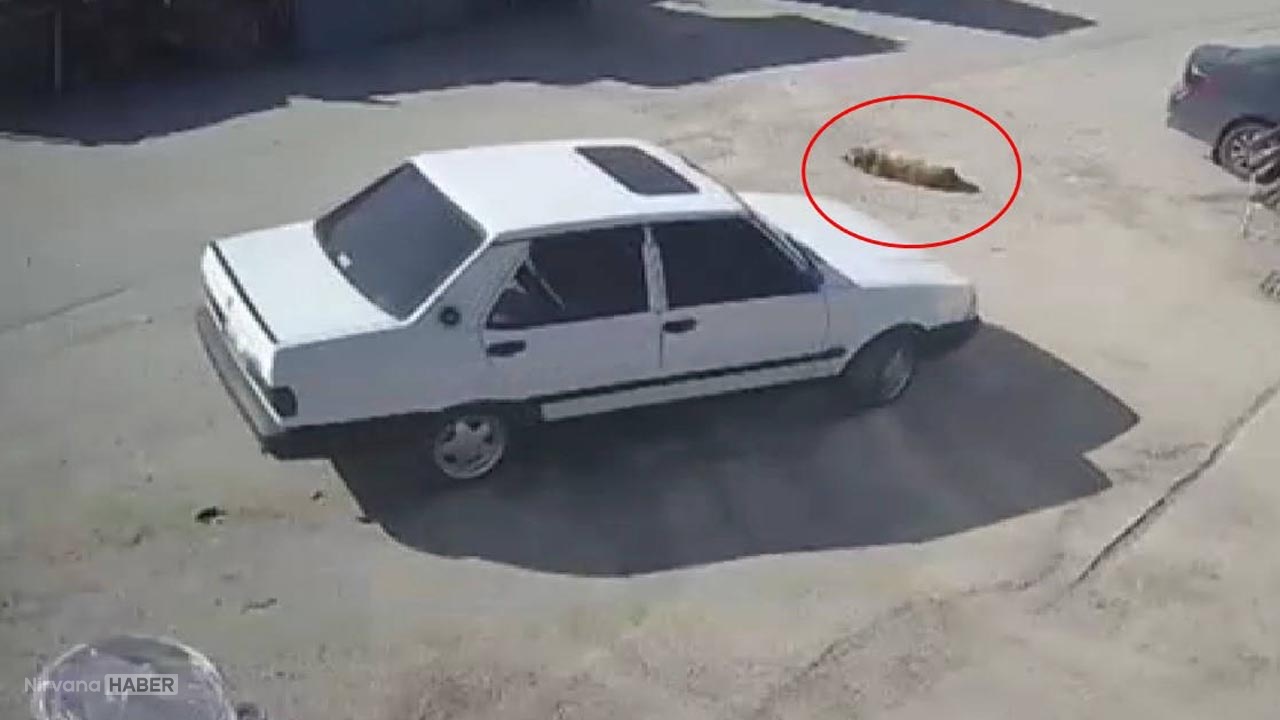 Bolu'da büyük vicdansızlık! Yerde yatan köpeğin üzerinden aracıyla geçti!