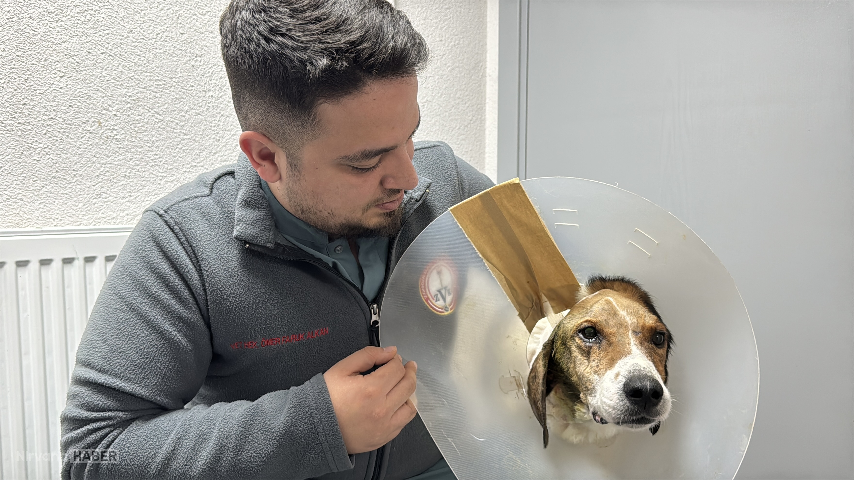 Zonguldak'ta kanser olan köpek ameliyatla sağlığına kavuştu