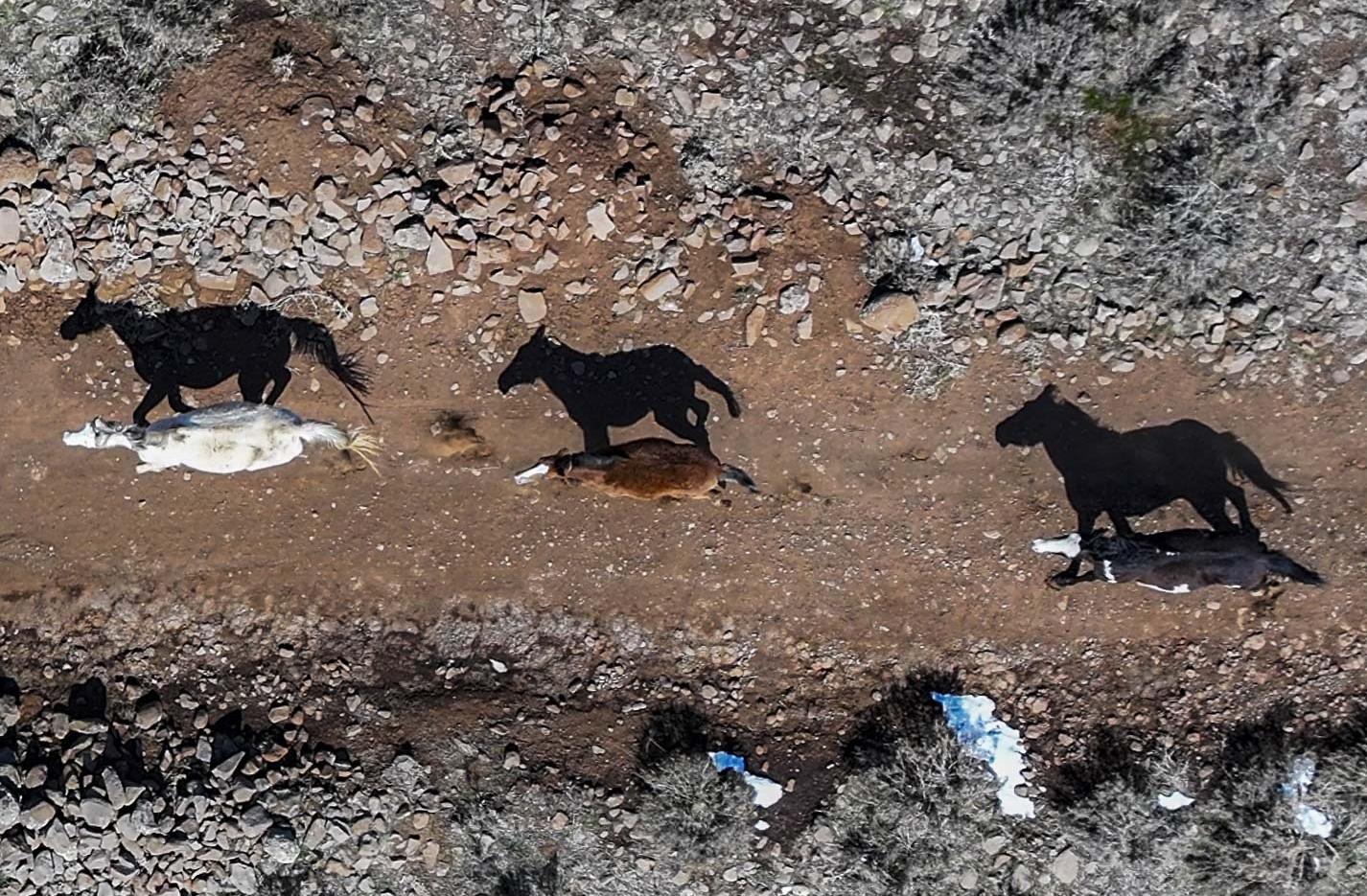 AA-20260316-40838796-40838787-KARACADAGDA_YILKI_ATLARI_DRONLA_GORUNTULENDI-cropped.jpg
