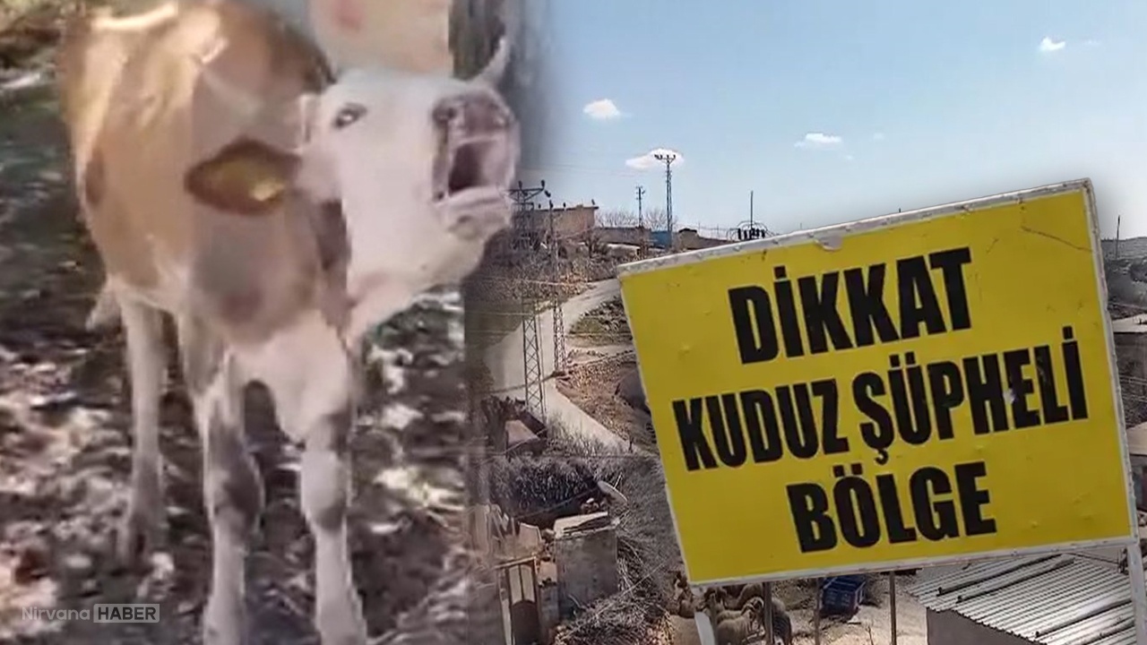 O ilde 'inek kuduzu' alarmı! Karantina başlatıldı: Giriş çıkışlar yasak