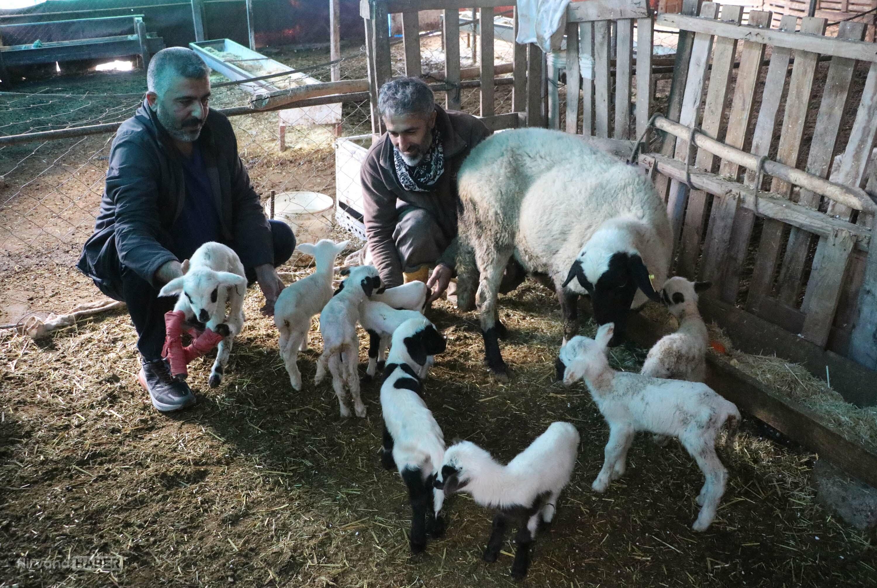 Tek batında 9 yavru! Denizli’de şaşkına çeviren doğum