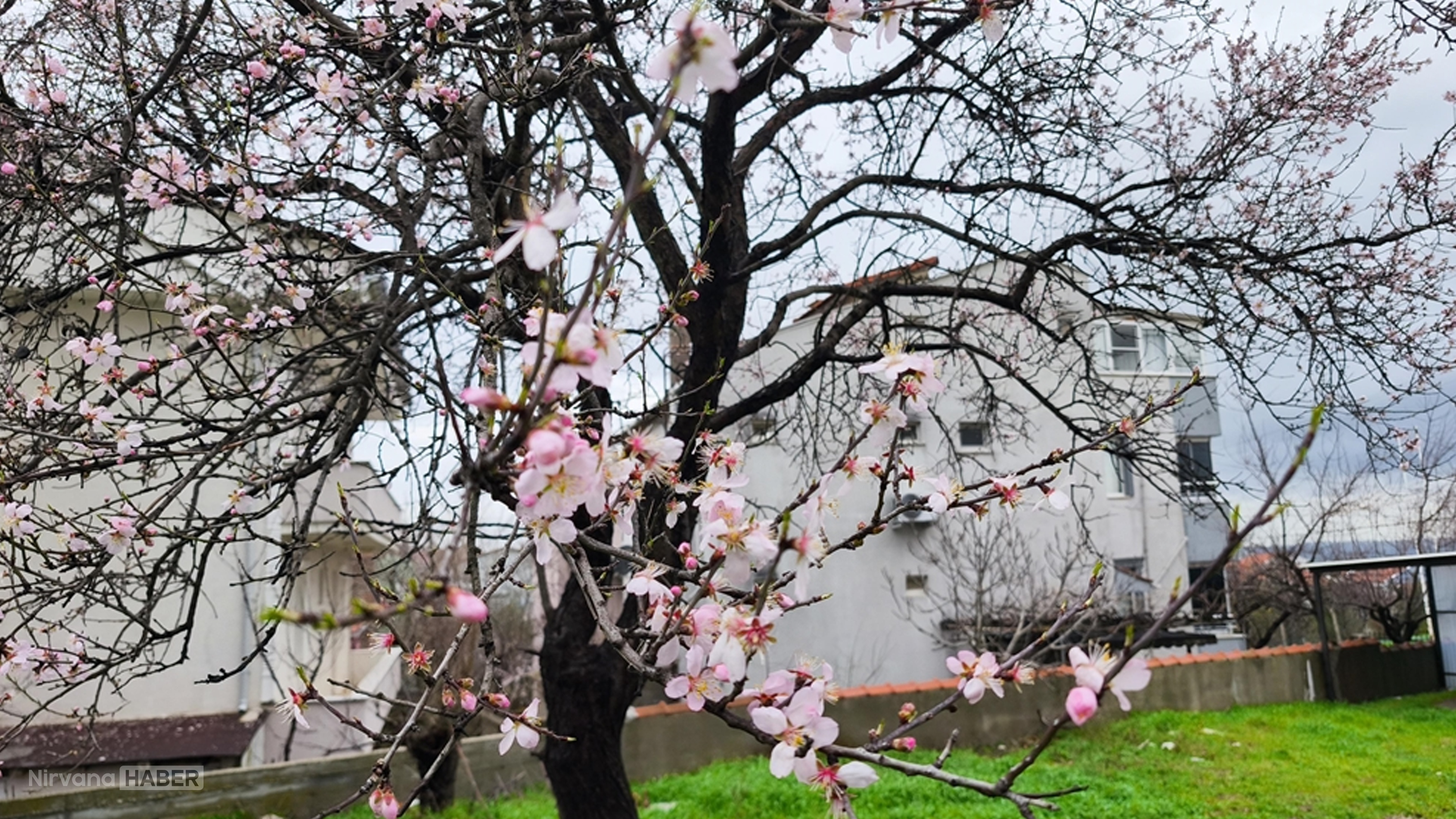 Soğuk Türkiye’de bahar sürprizi! Kartpostal görüntülere sahne oldu