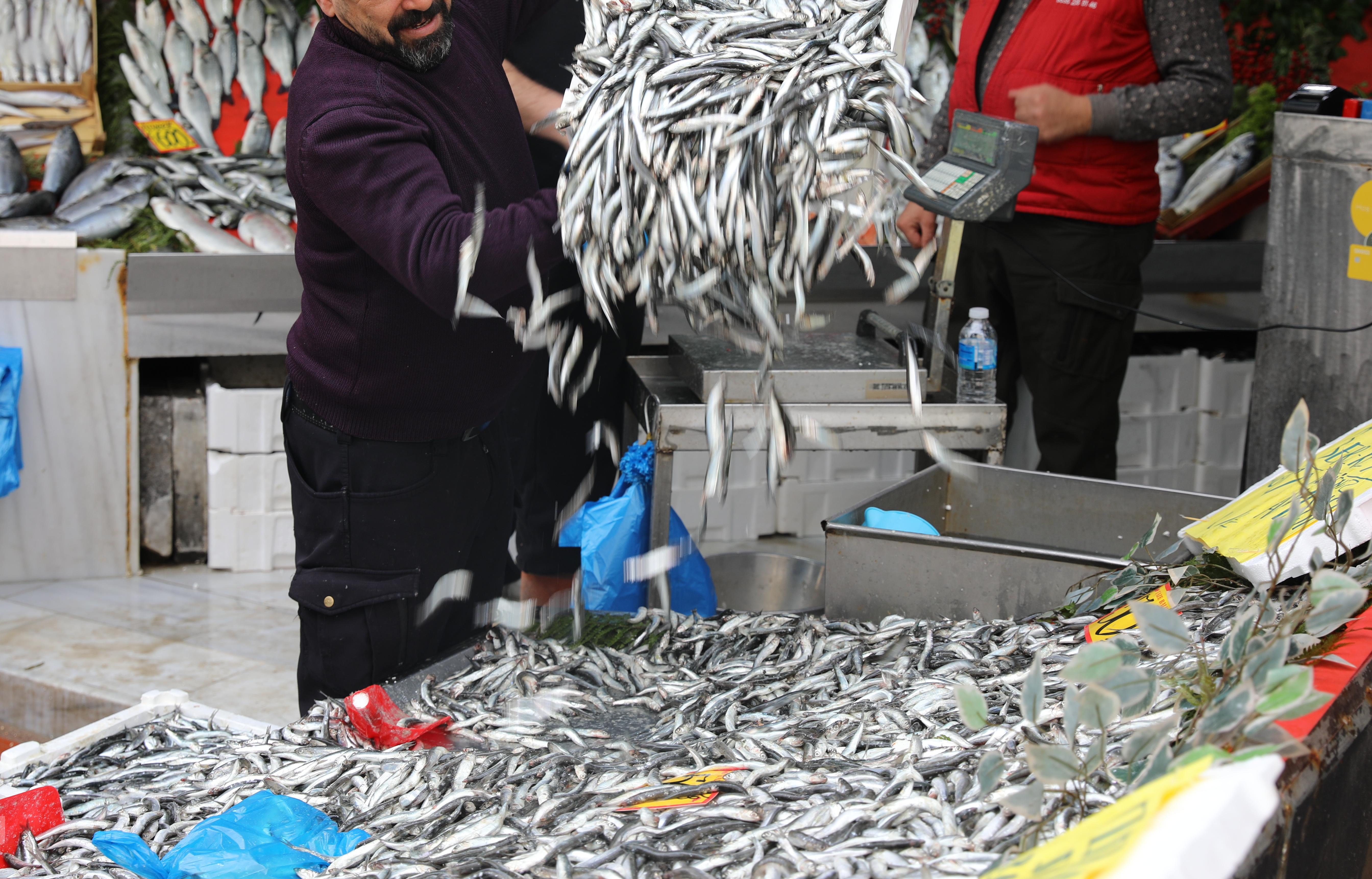 Tezgâhlarda hamsi bereketi: 50 liraya düştü, kapış kapış satıldı