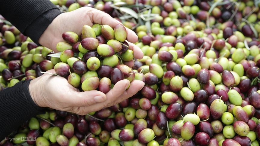 Muğla'daki zeytin üreticileri kalite sertifikası aldı