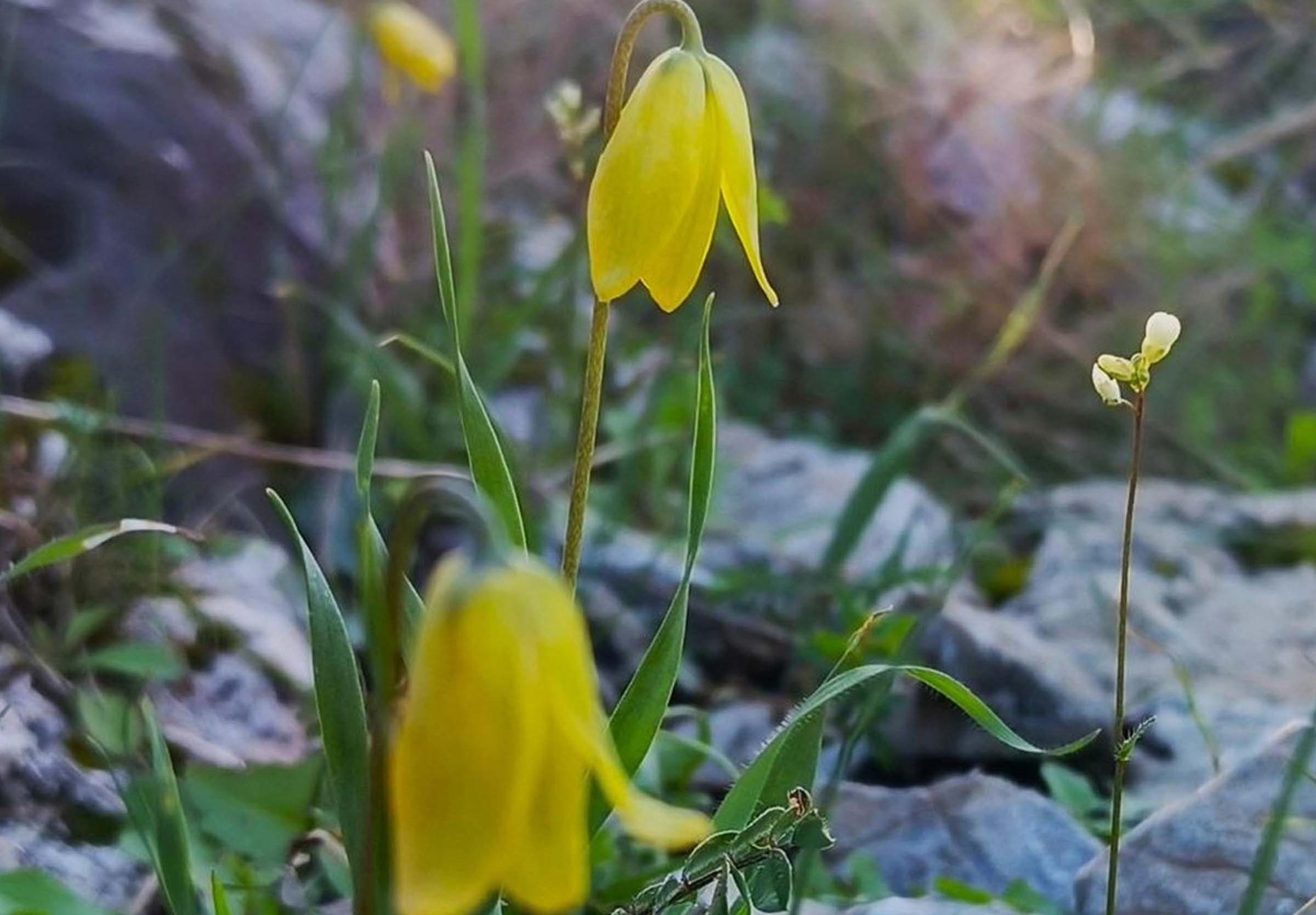 Kuşadası’nda doğa şöleni: Endemik ‘Ağlayan Gelin’ ilgi topladı