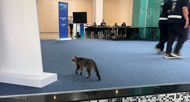 2026-07-08-nato-zirvesi-kedi-chrislundayx-2.webp
