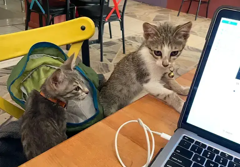 01_Cats-in-a-Turkish-cafe-768x990-1-cropped.webp