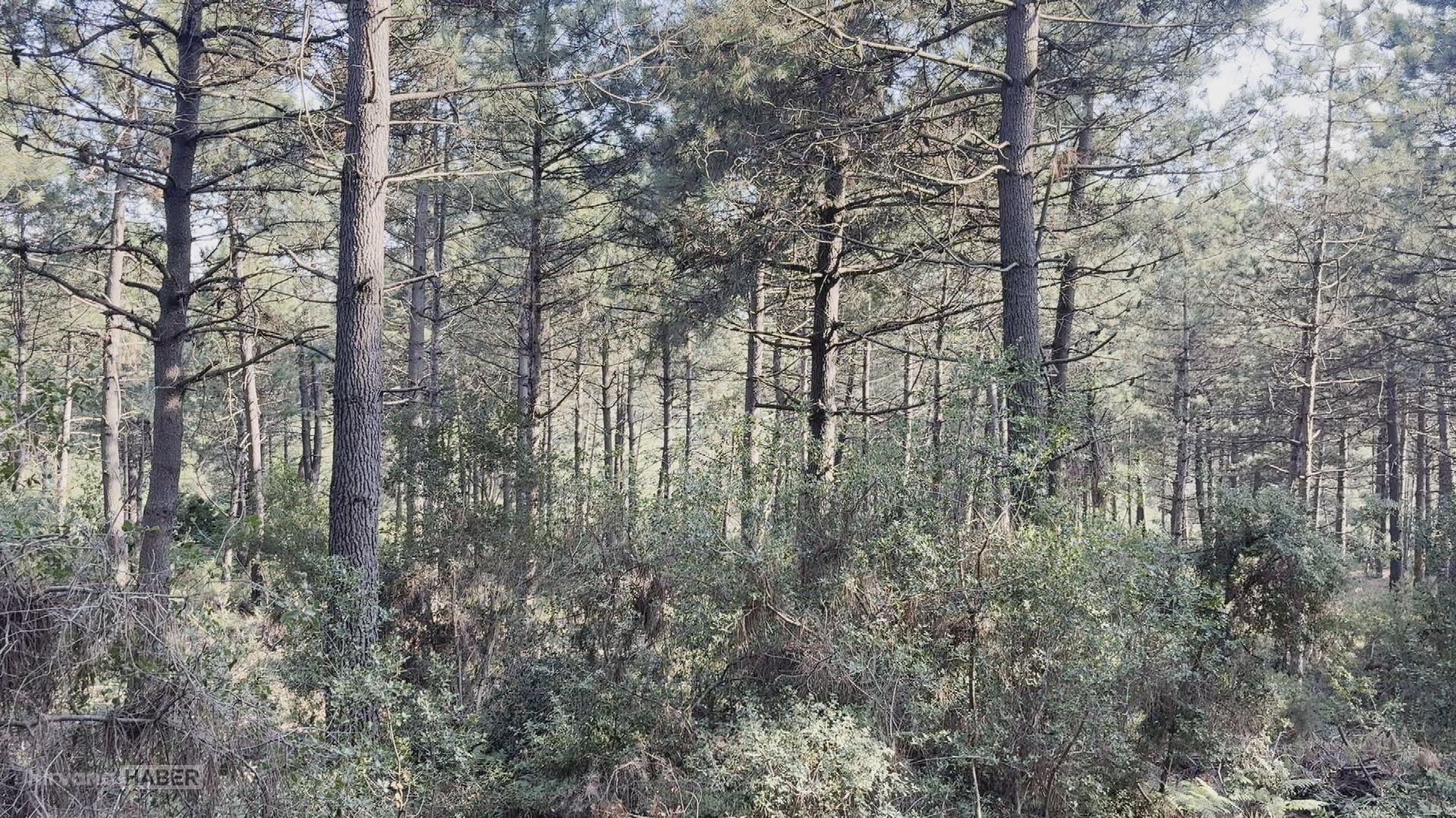 KAGITHANE’DEKI-KADIN-CINAYETINDE-YENI-DE_1429917_424943.jpg