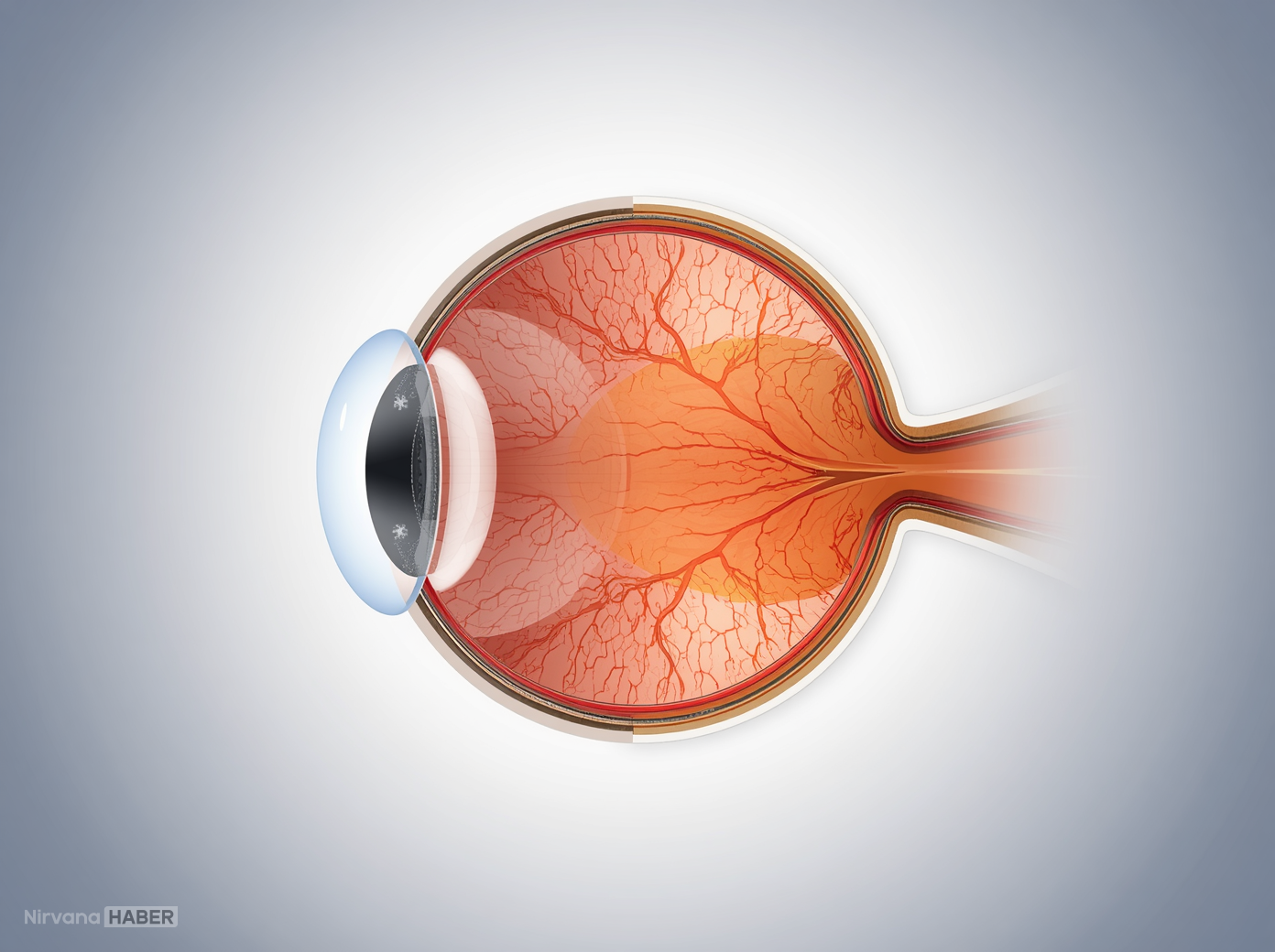 Kornea - gözün saydam ön tabakası, detaylı tıbbi illustrasyon, anatomik yapı, net ve eğitici görsel.jpg